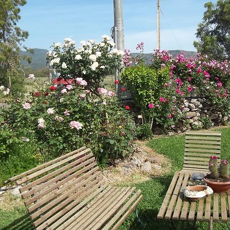 Il Vecchioliveto Di Ornella Bed & Breakfast Marrùbiu Cameră foto